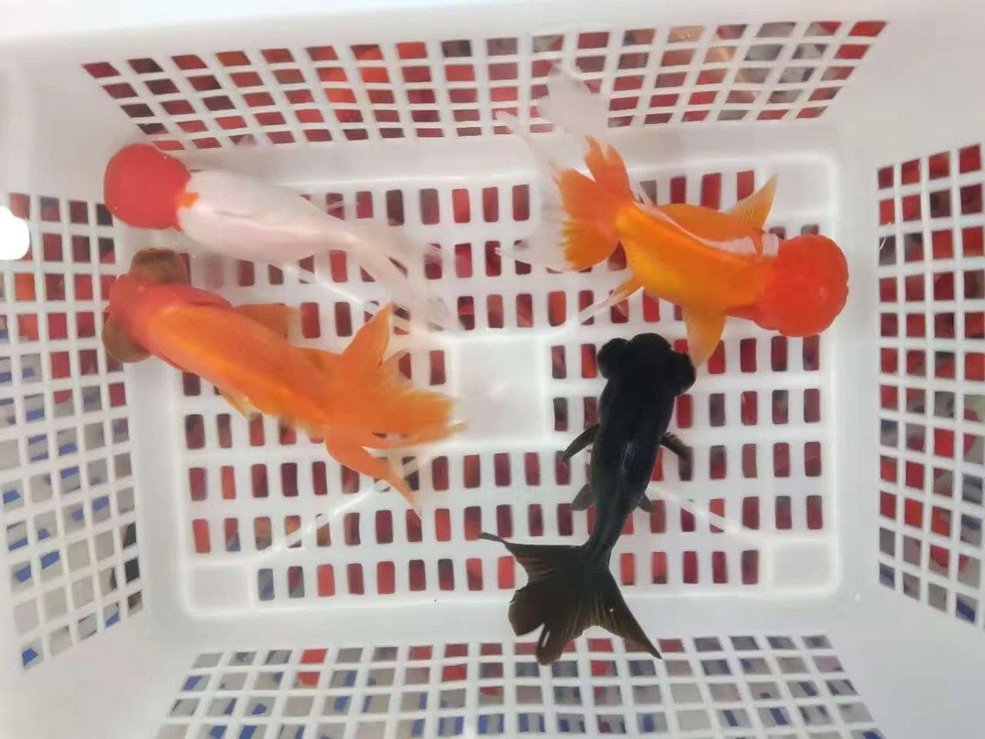 红狮鸿运当头龙睛混搭淡水鱼观赏鱼活体鱼水族饲养