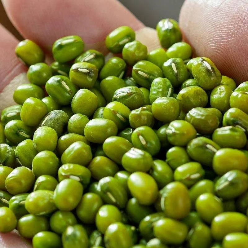 新货绿豆营养丰富适合熬粥煲汤解暑