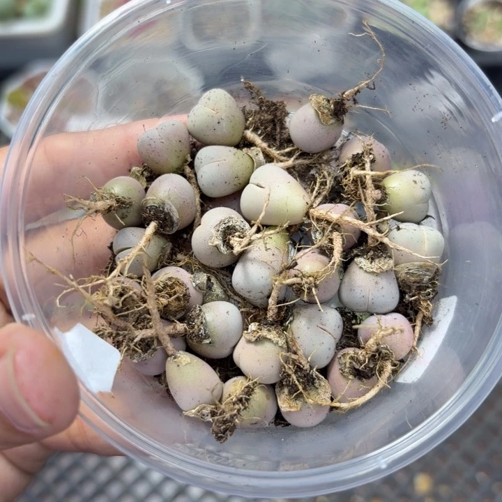 7783 生石花和肉锥