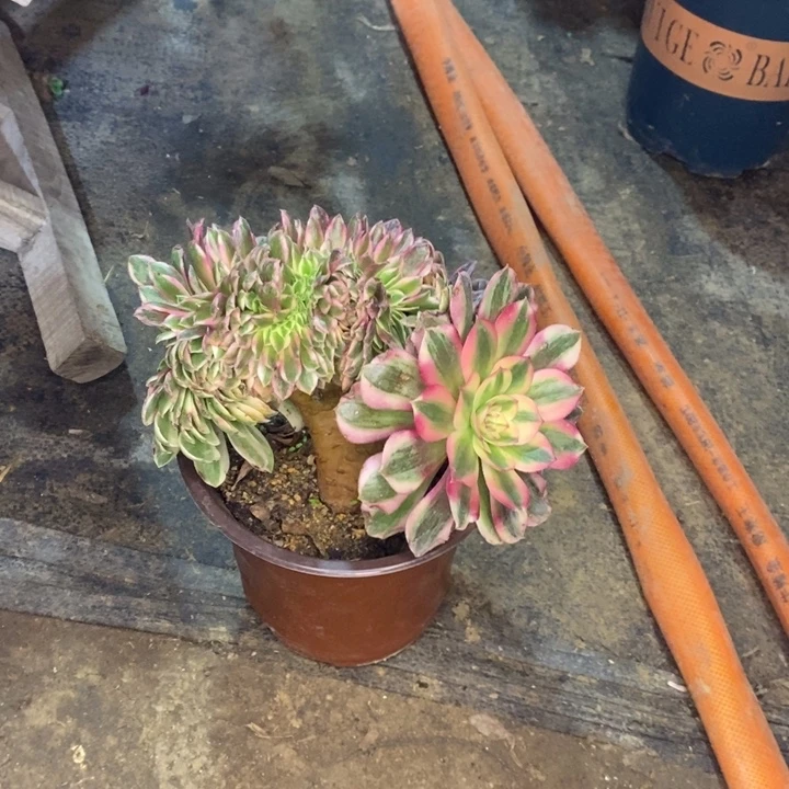 倾城缀多肉植物51