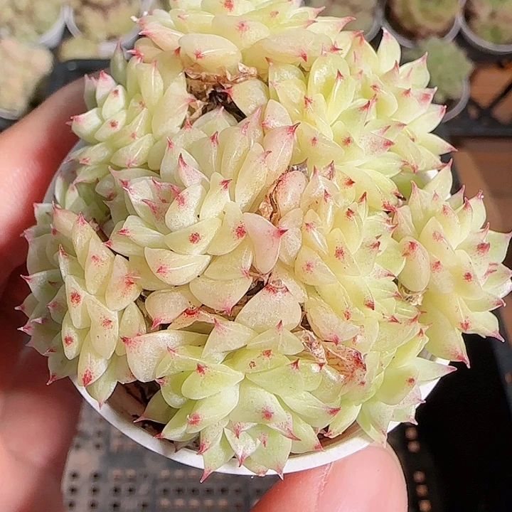 1115------66麦秆