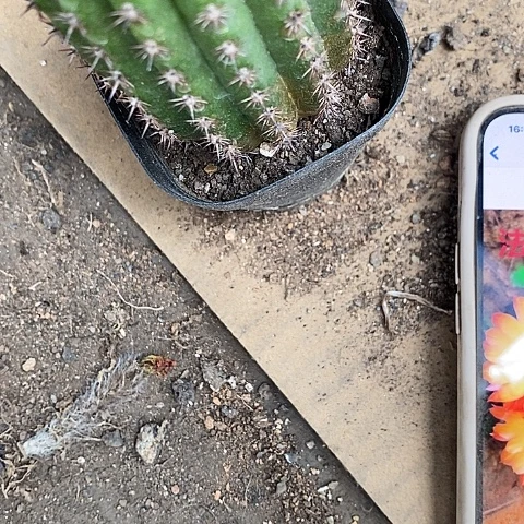 法三毛花毛花35788