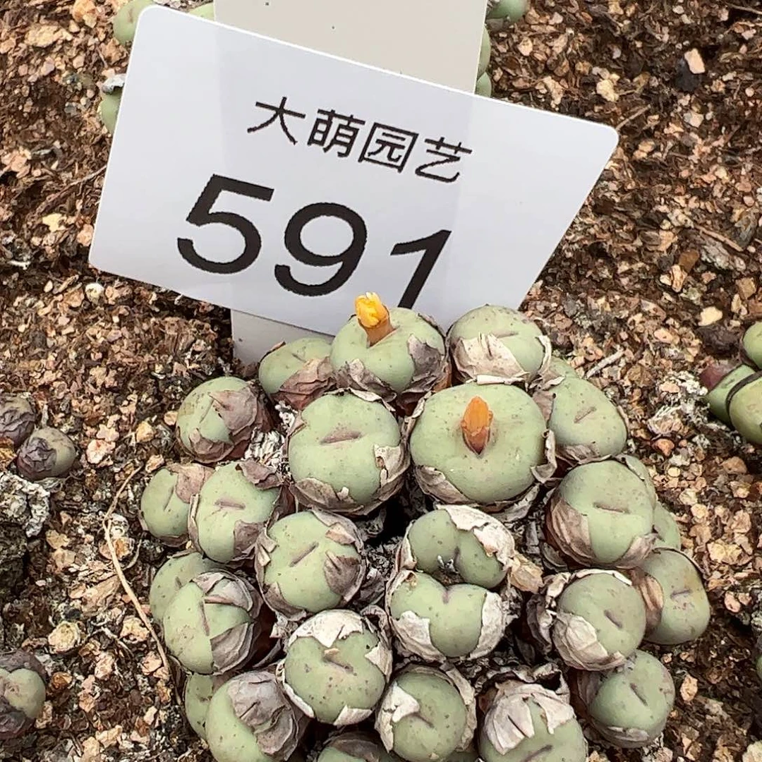 一物一拍脱土发。591