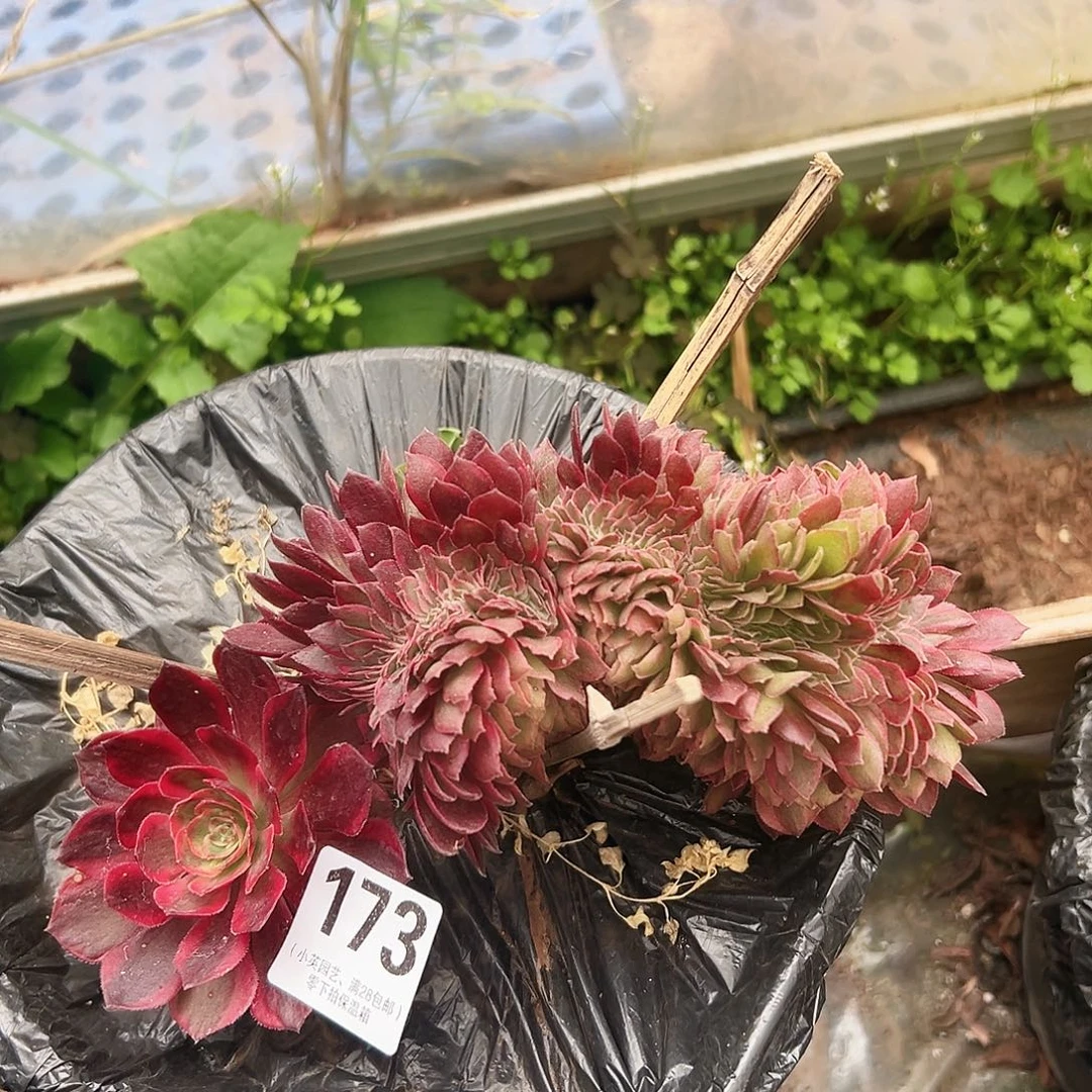 多肉植物多肉植物173