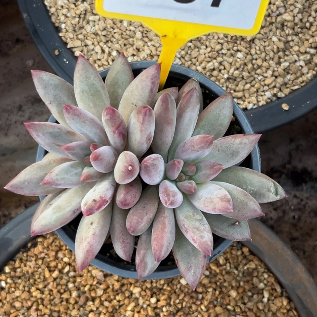 多肉植物胖体虞897