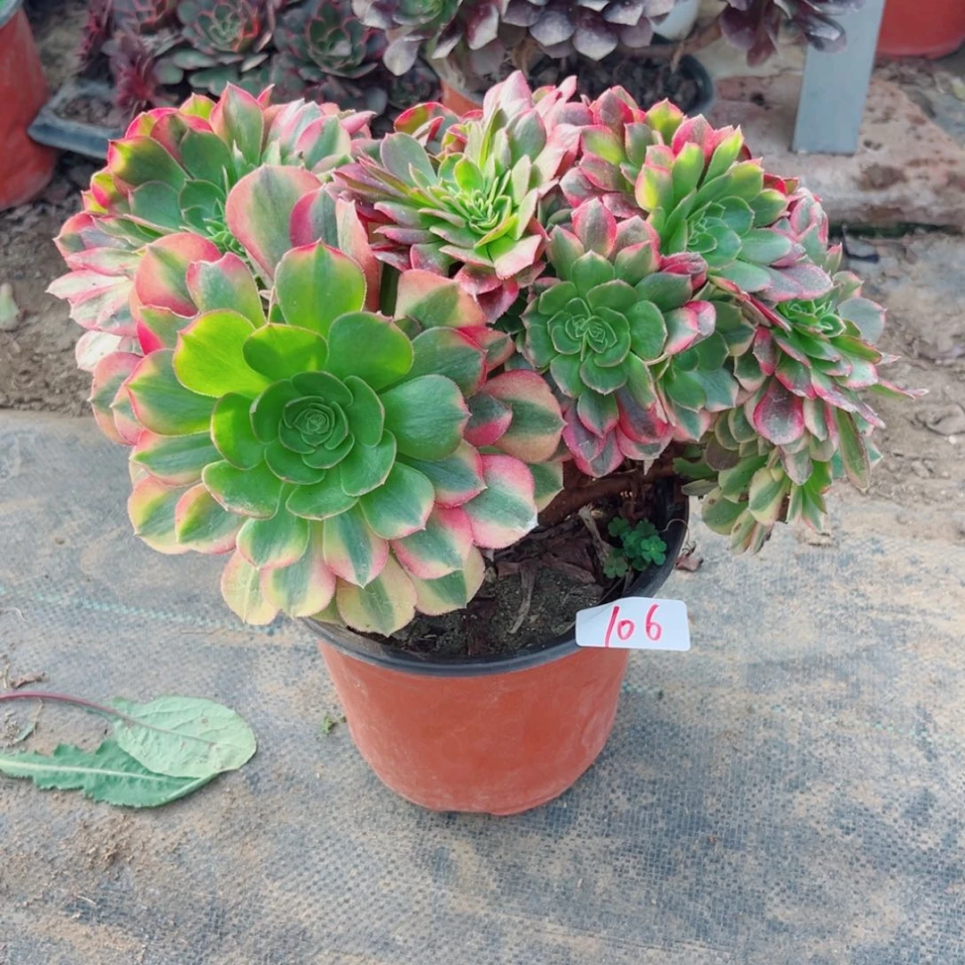 106雨荷缀多肉植物