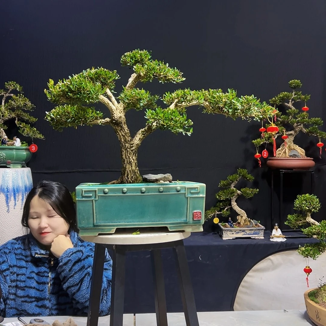 绿植四*佬广东皱皮黄杨木