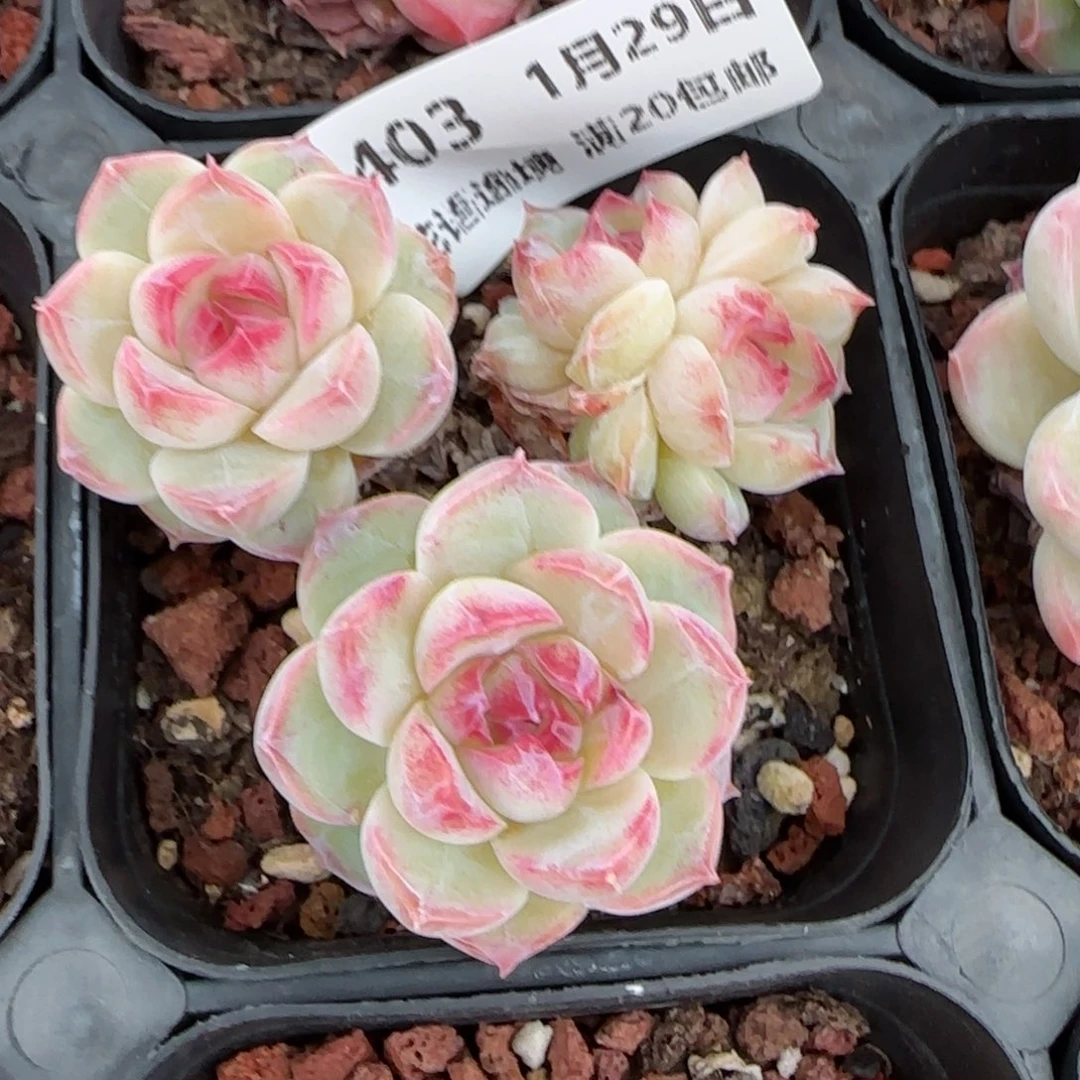 花语逸镜0129-403