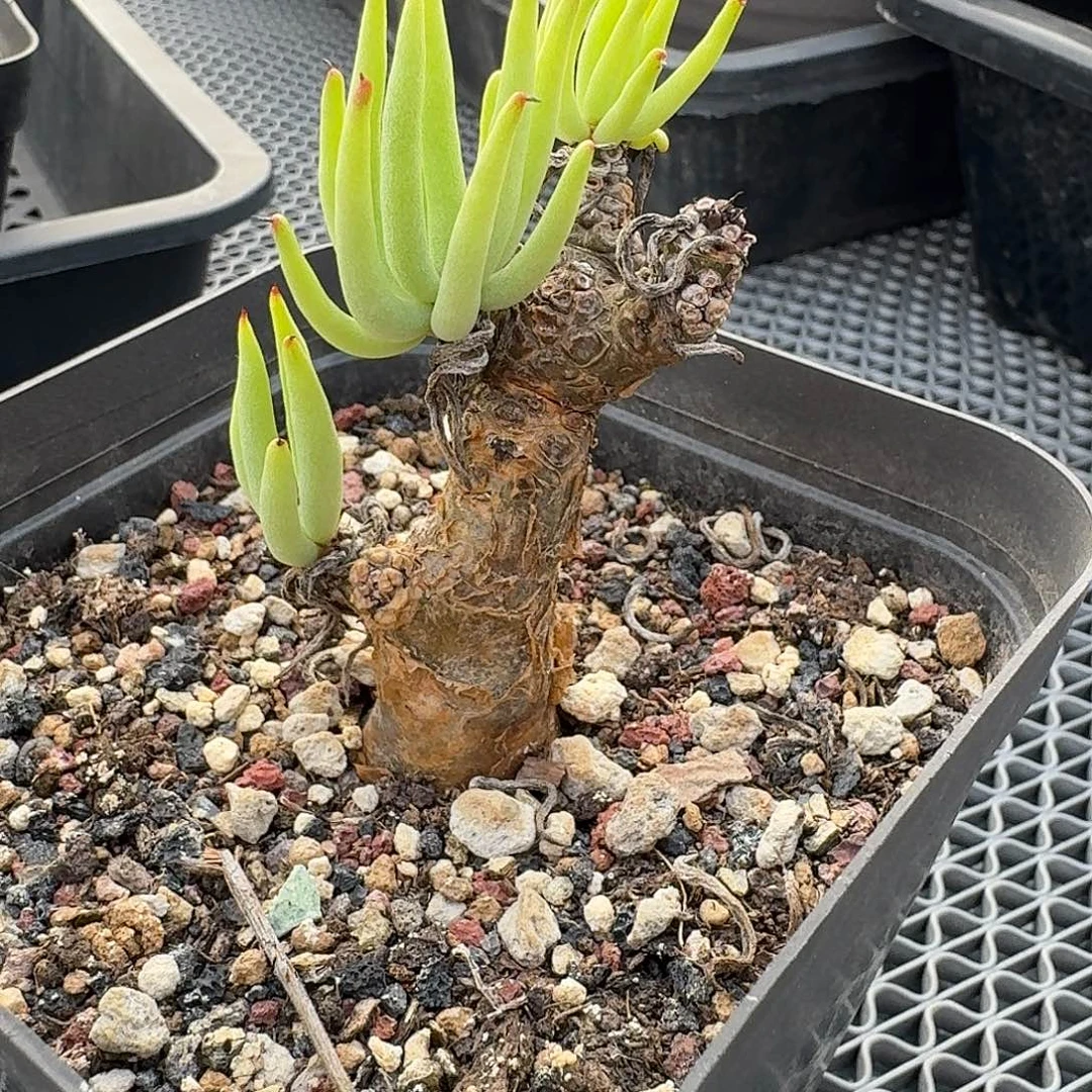 加里斯白象奇峰锦带盆