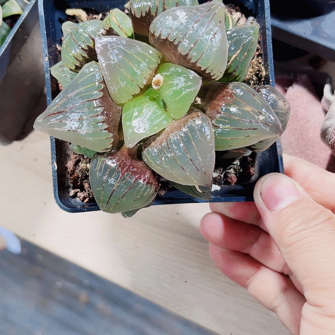 特价处理红纹寿系列