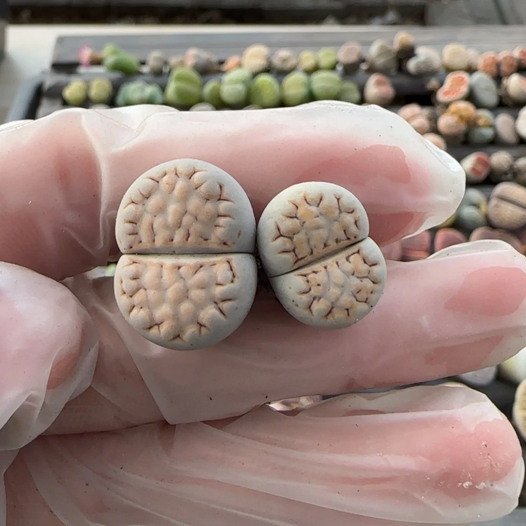 11.22。萌肉324饼干。7032