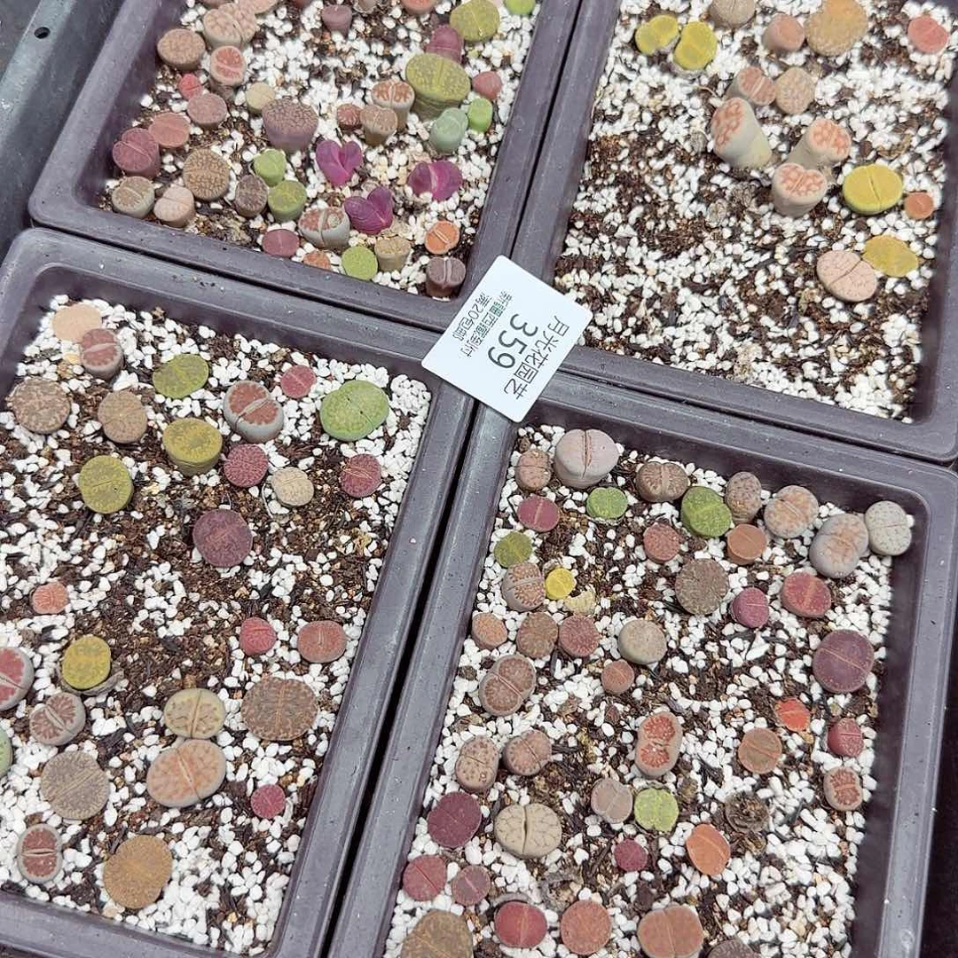 不会因为不知道你想干什么359