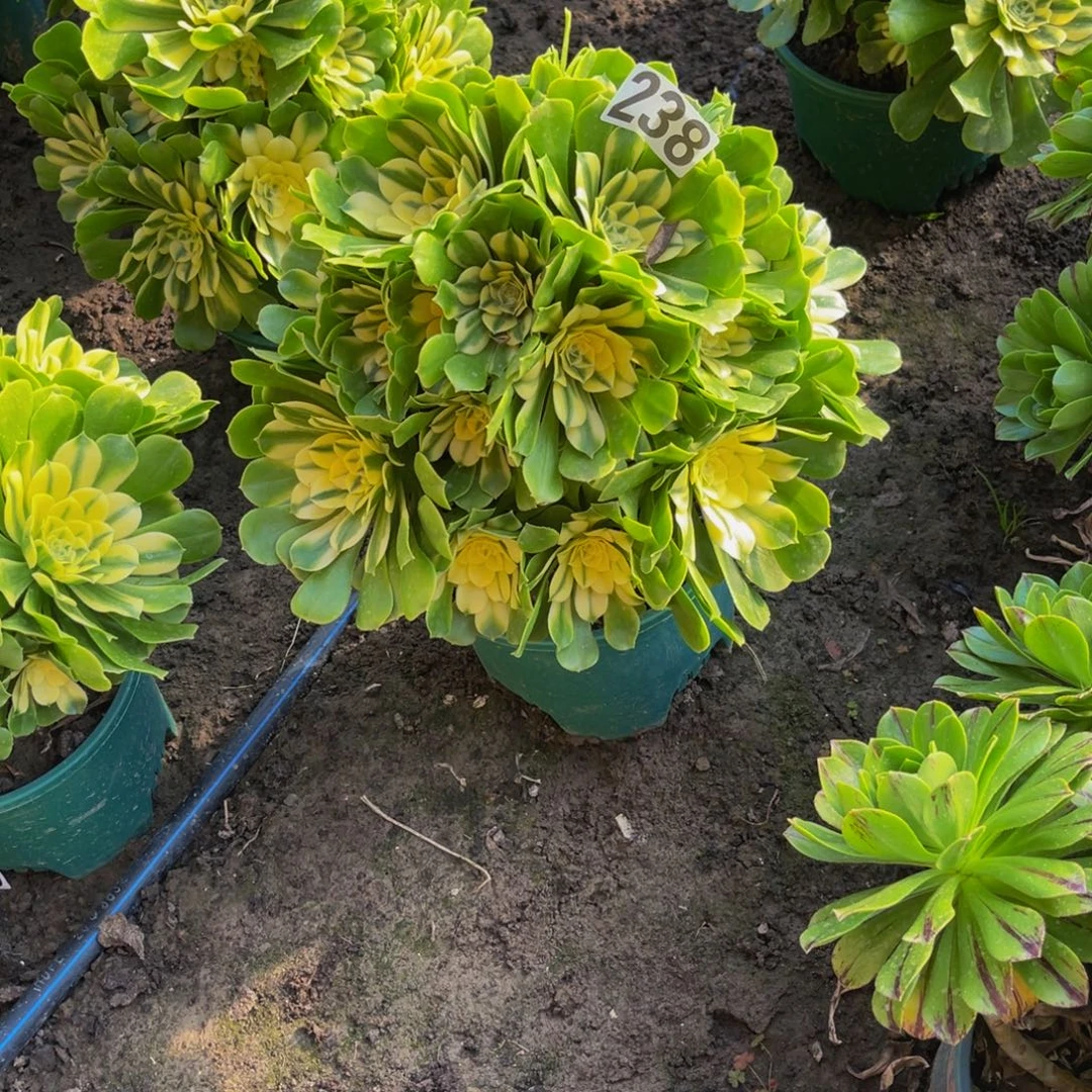 辛尼亚法师16////42包邮