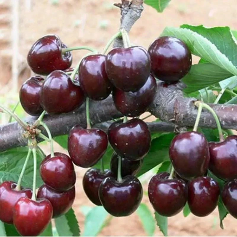 车厘子树苗果树果苗当年结果南方北方种植四季大樱桃树苖水果嫁接