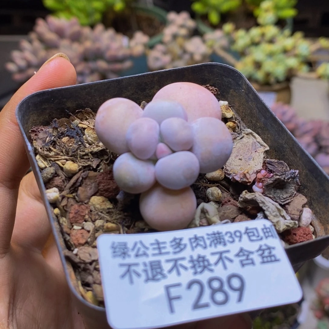 289橙奶多肉肉2cm