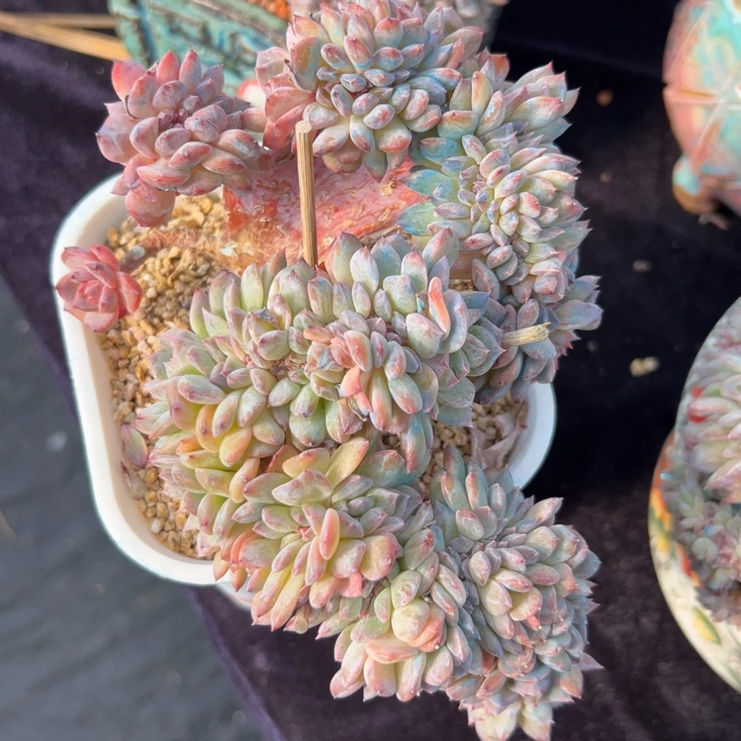 新年快乐新年快乐