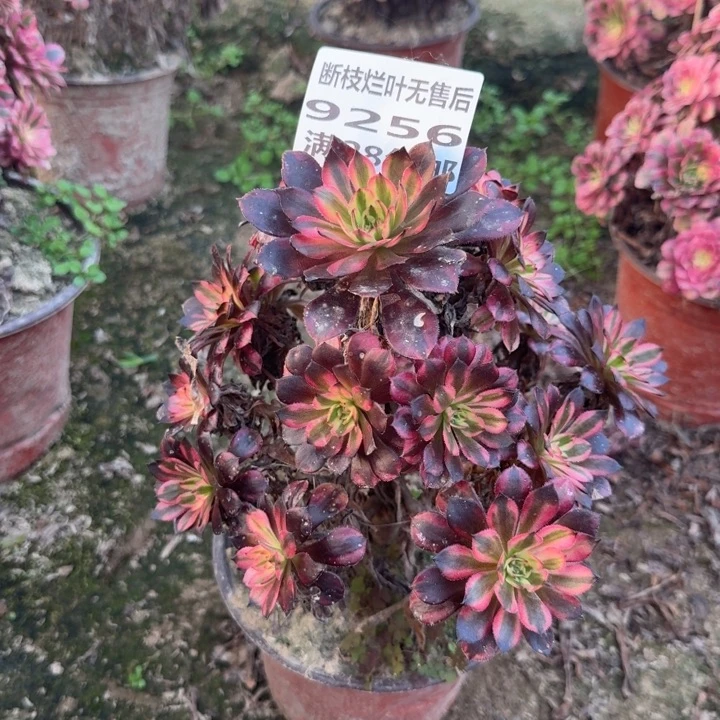 9256二号棚月亮女神D