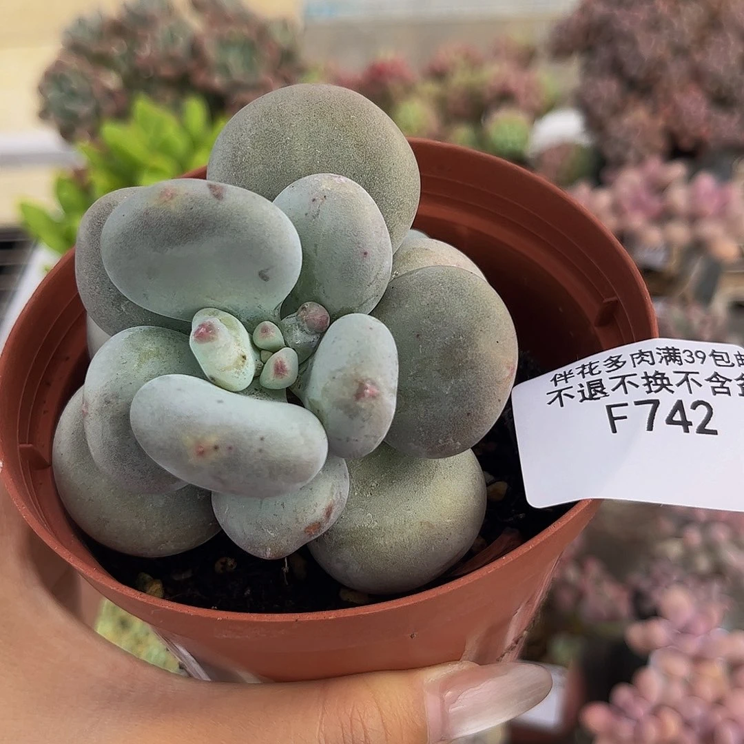 742-大叶奶酪多肉5cm