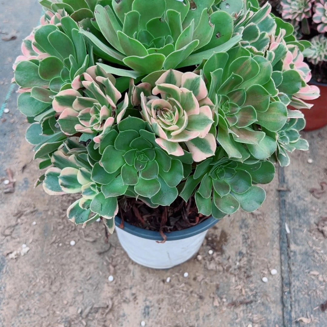 说***3005香妃多肉植物法师
