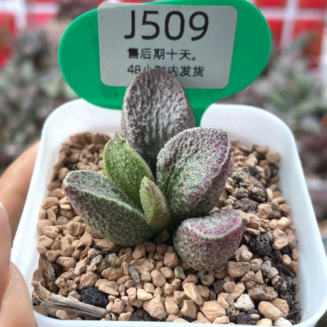 朱雀。     509。