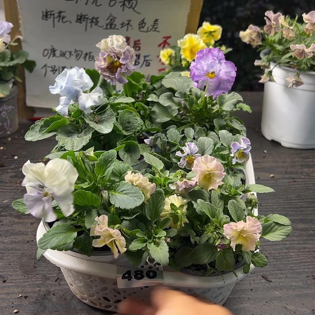 大部分花苞少量开放480号