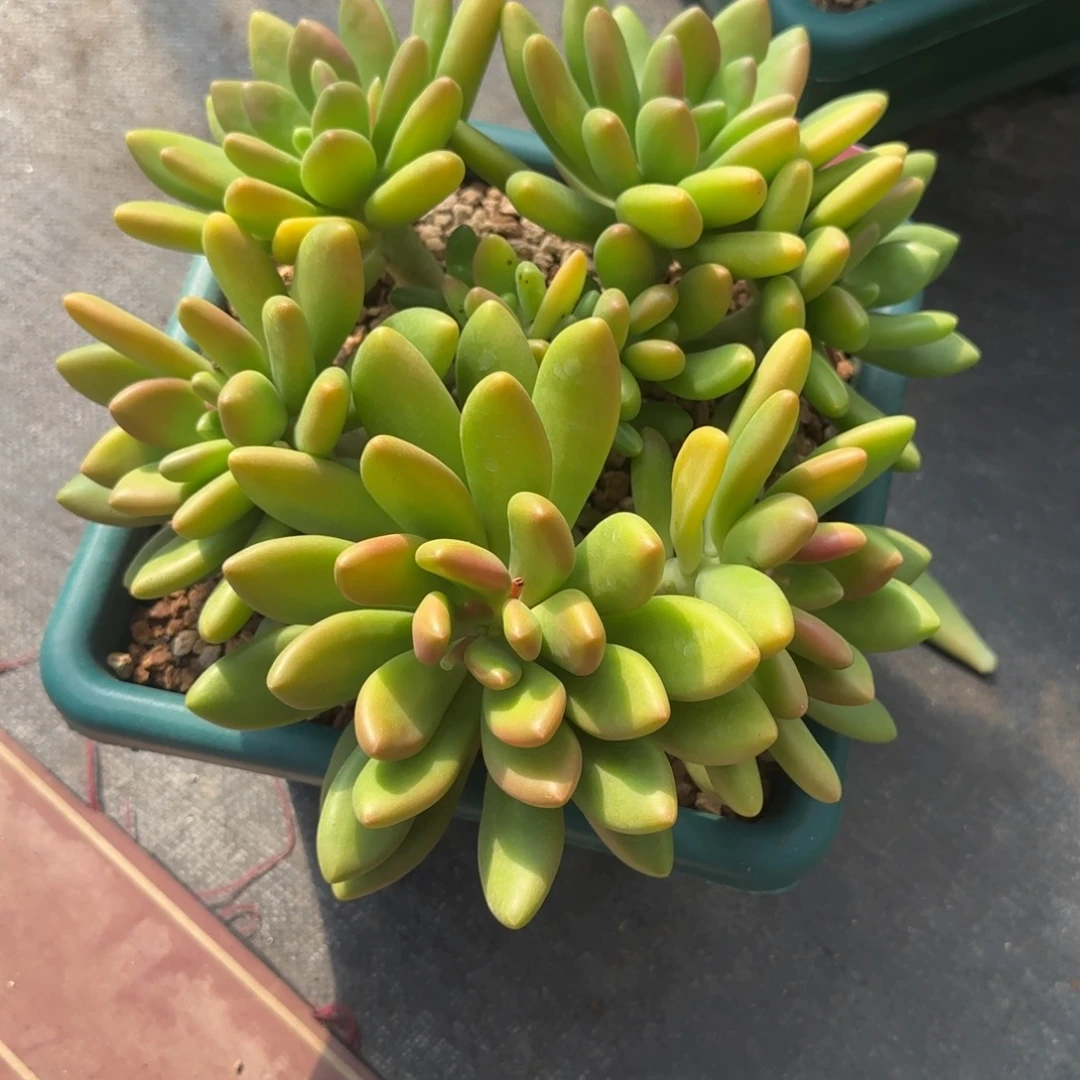 小***希多肉植物芒果奶系列