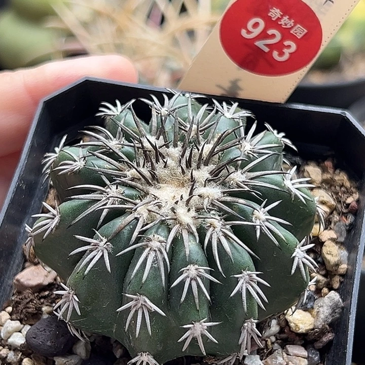 实生奇特圆盘玉5.4cm