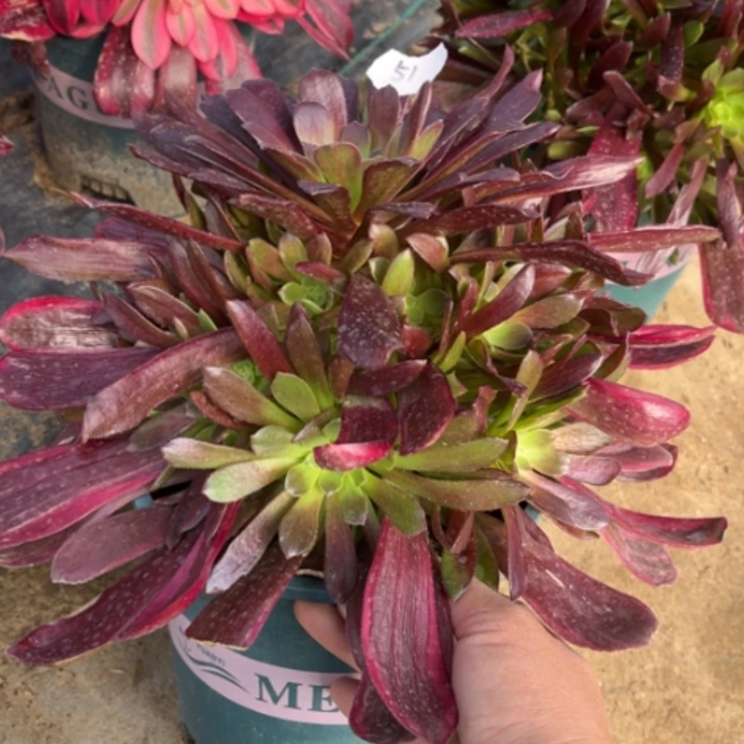 【闪购商品】51赤霞飞多肉法师