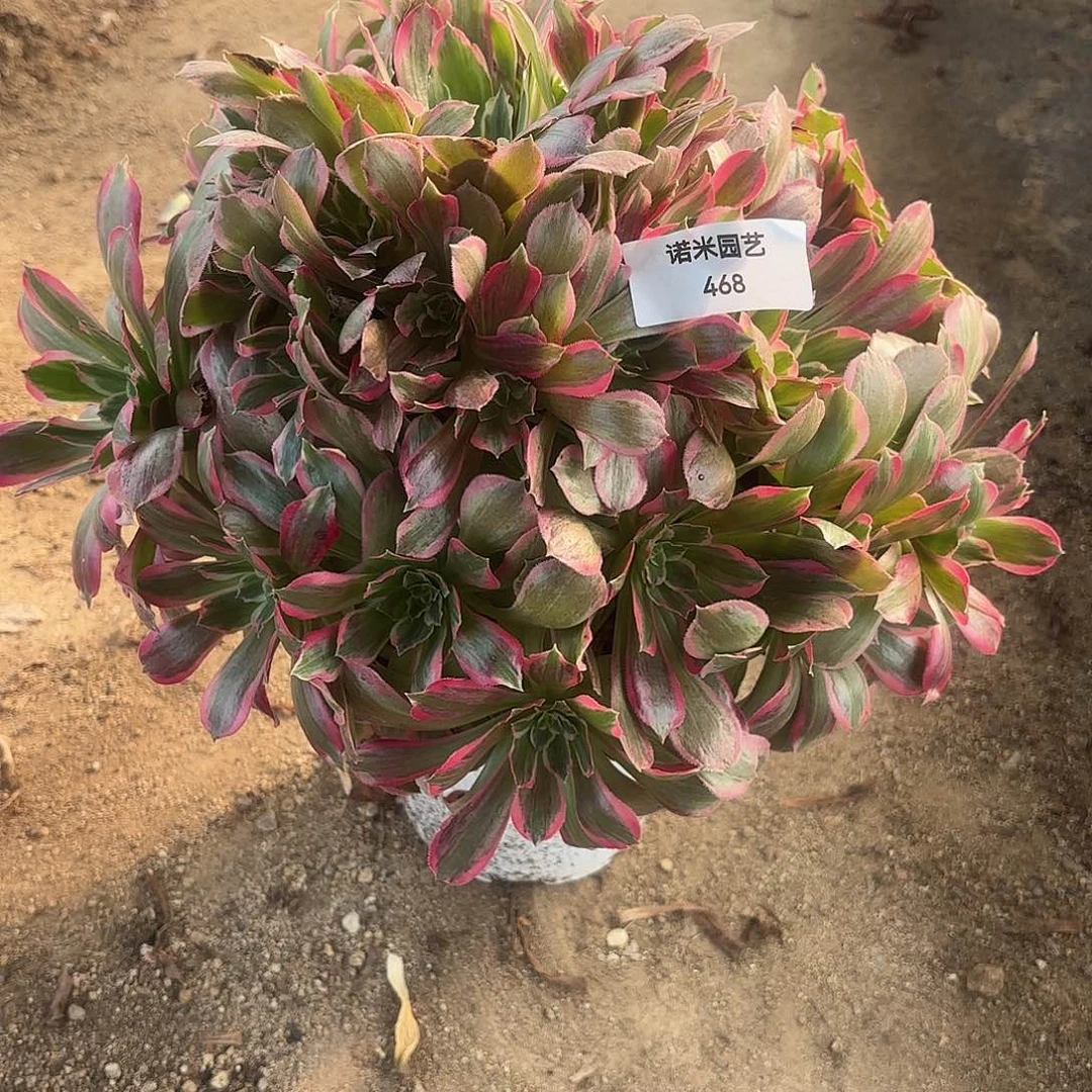 光辉老庄多肉植物468