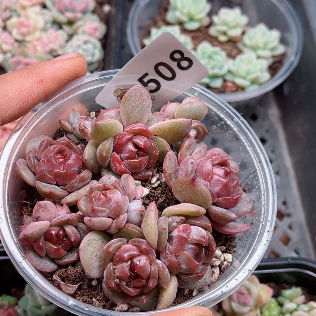 多肉植物多肉植物