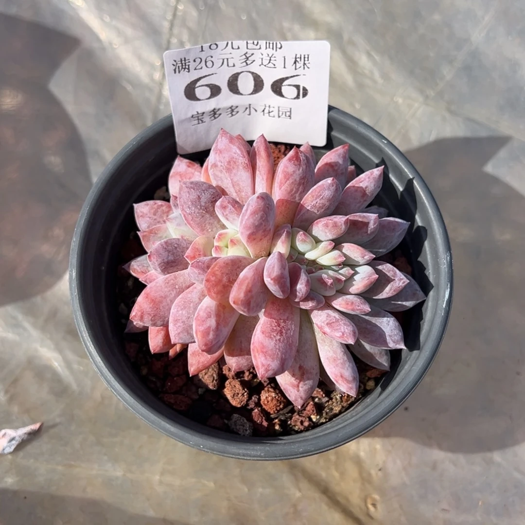 x***w梦露缀化一颗量拍多肉满18元包邮下午发货