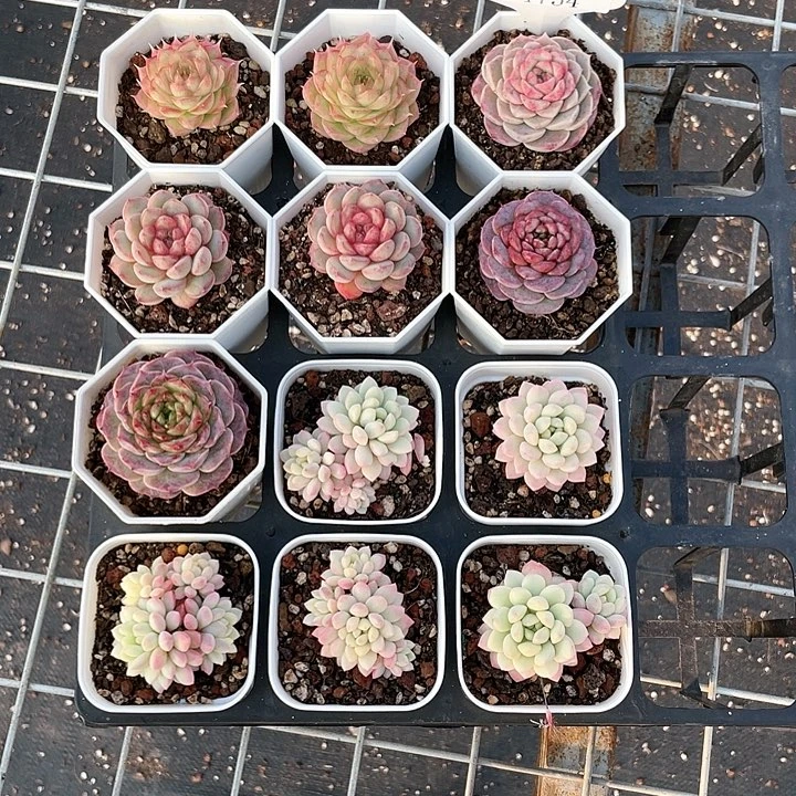 薇薇安园艺多肉1754