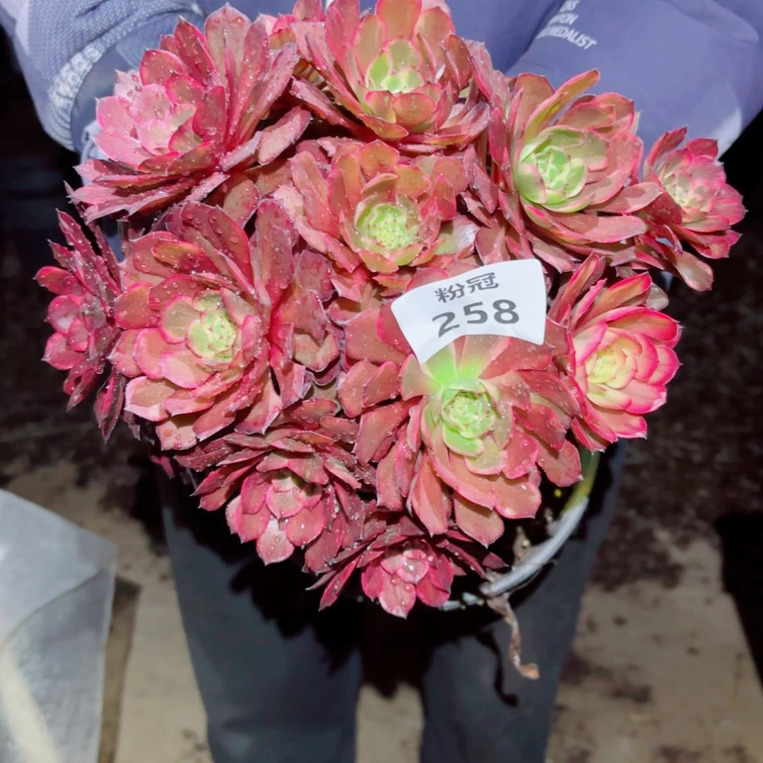 258 粉冠园艺法师锦