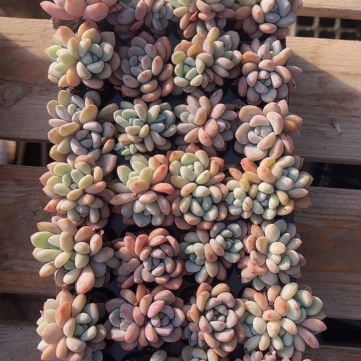 直播福利一物一拍234