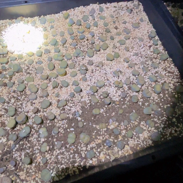 48895885958855855558877