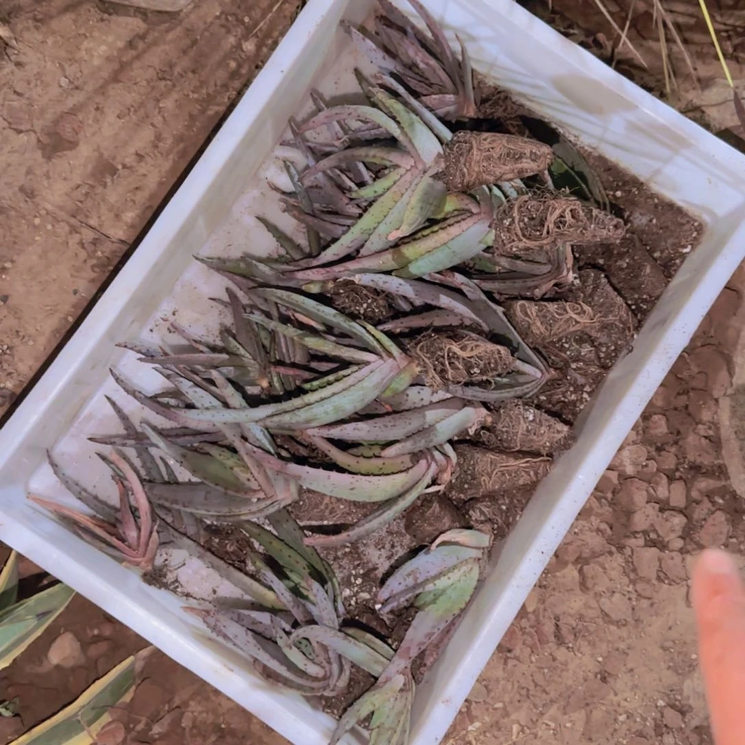 块根植物块根植物