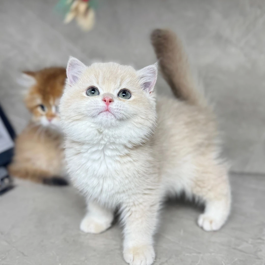 来了姊妹-紫金英短猫 弟弟 J20