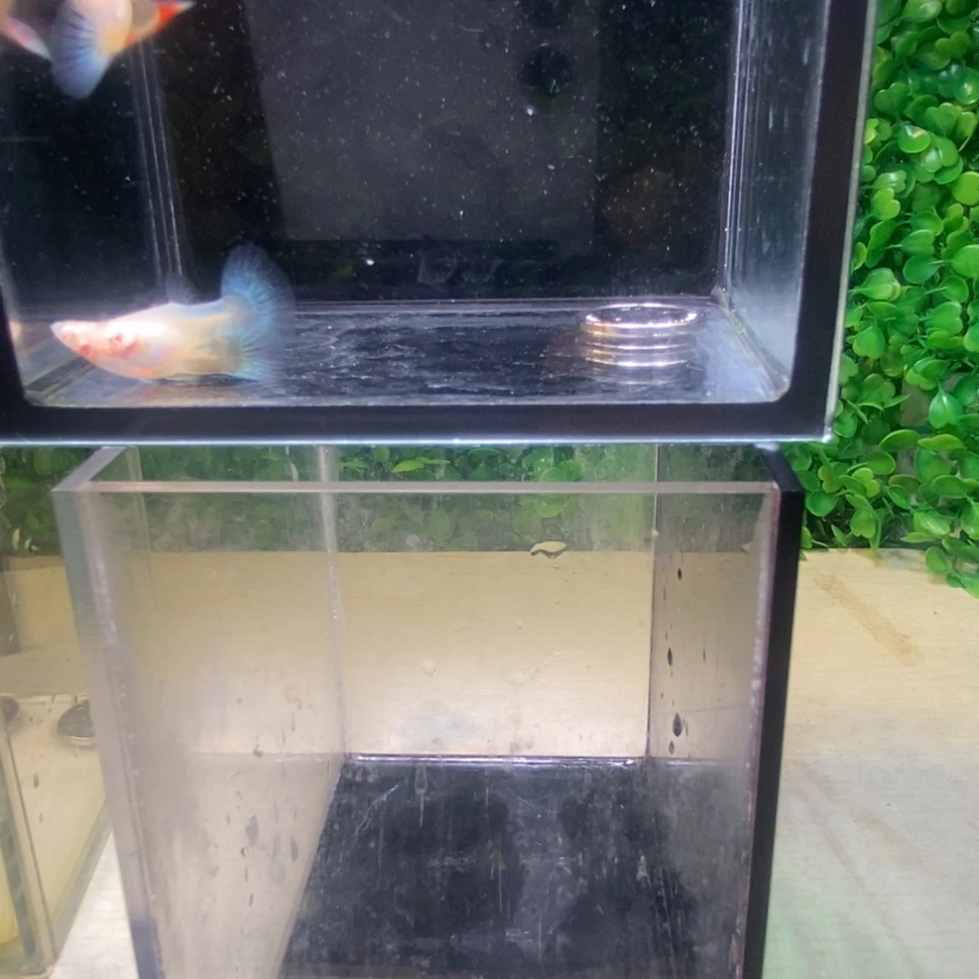 孔雀鱼紫白跑红两对送条畸形母