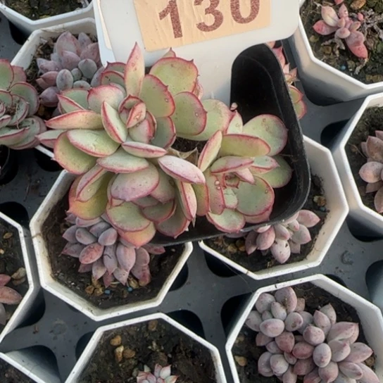 宝***宝130牡丹亭肉植物多