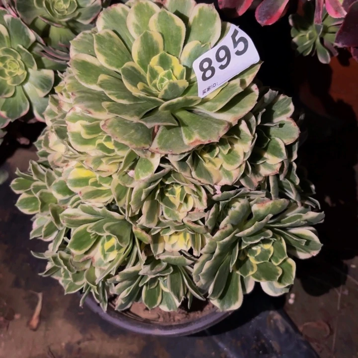 895颜宁多肉植物不售后