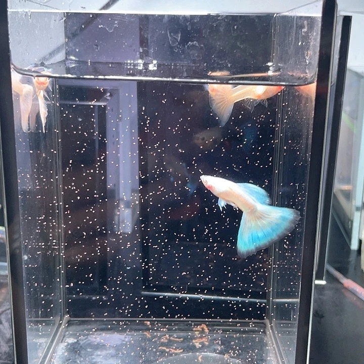 孔雀鱼2对幻彩极光