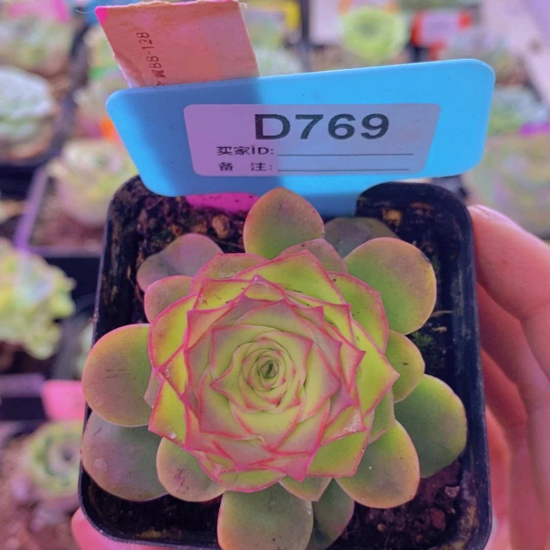 山地玫瑰一物一拍天使之翼769