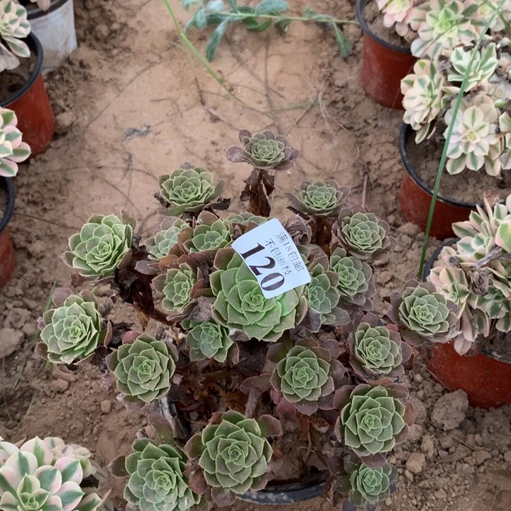 120荷兰玫瑰手捧4号