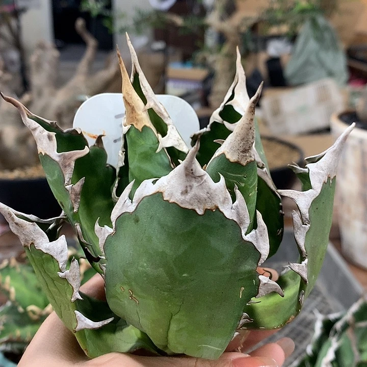 304顶牙哈哈哈哈哈哈