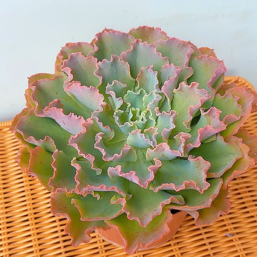 蓝狐包菜系列大型多肉植物阳台花卉好养脱土发货