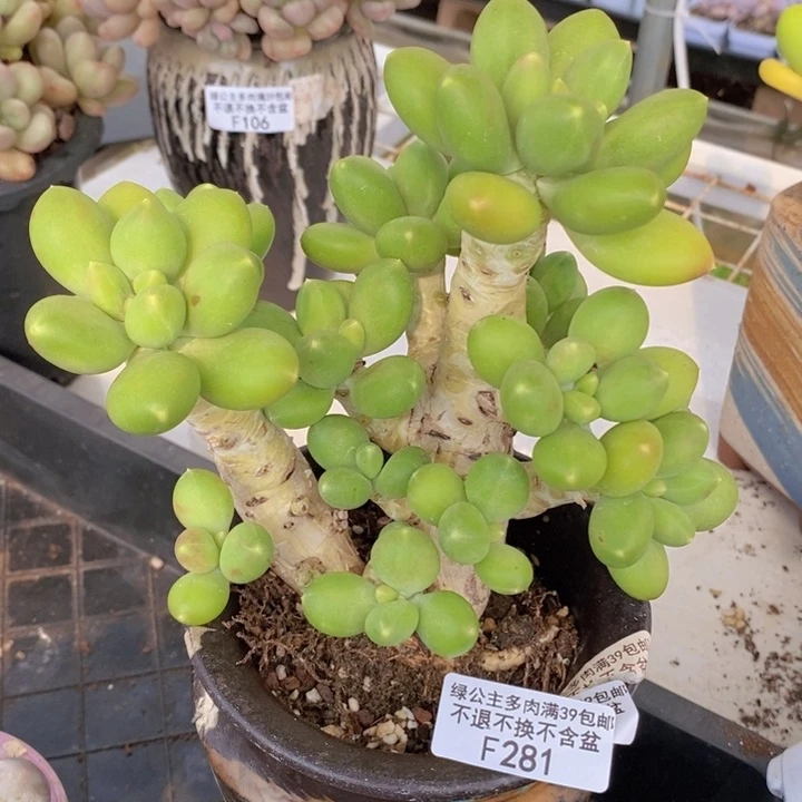 芒果奶金蝉老桩281多肉植物