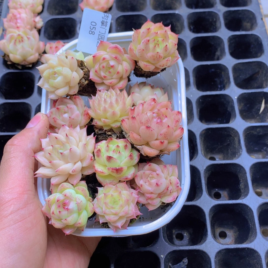 我要去看你了啊我的天058