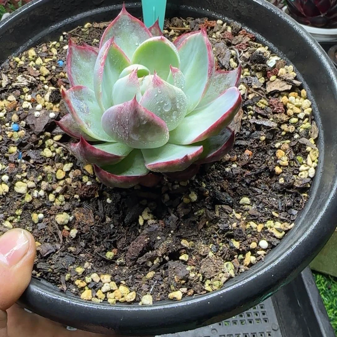 唐二姐多肉编号231