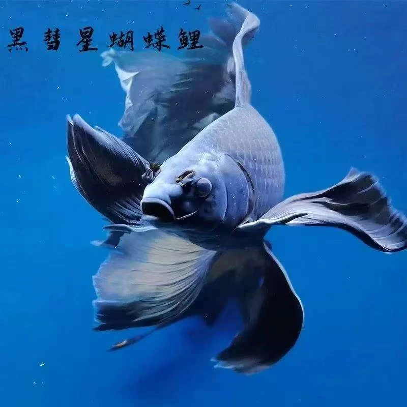 3-8黑色慧星墨碟饲养混养纯种蝴蝶鲤观赏鱼好养短身长尾适合混养