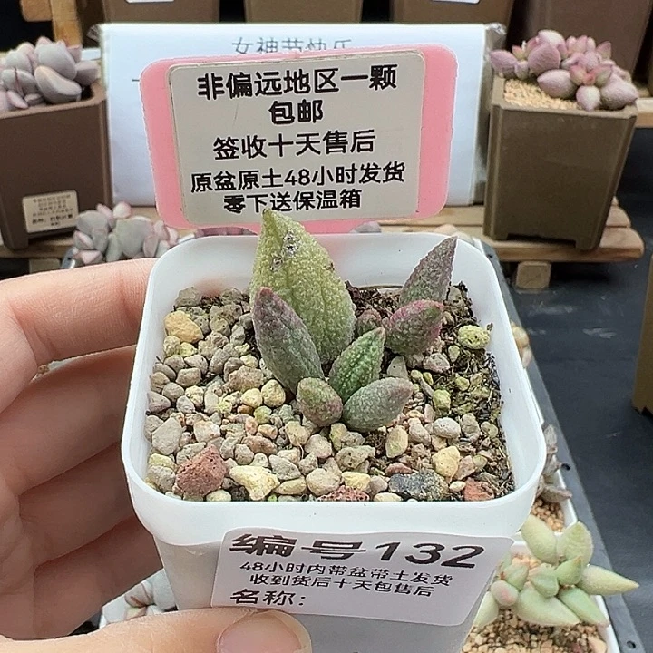 132绿魔多肉植物